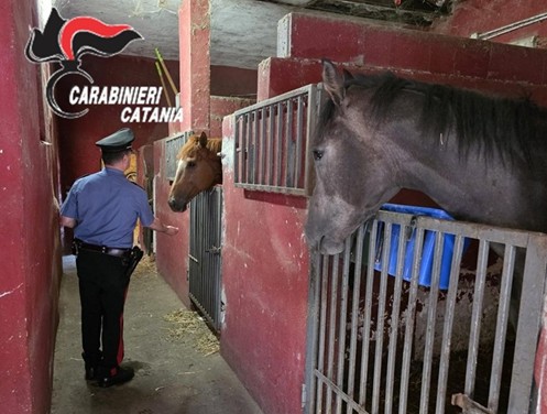 Catania, scoperta una stalla abusiva a San Cristoforo: sanzionato un 20enne