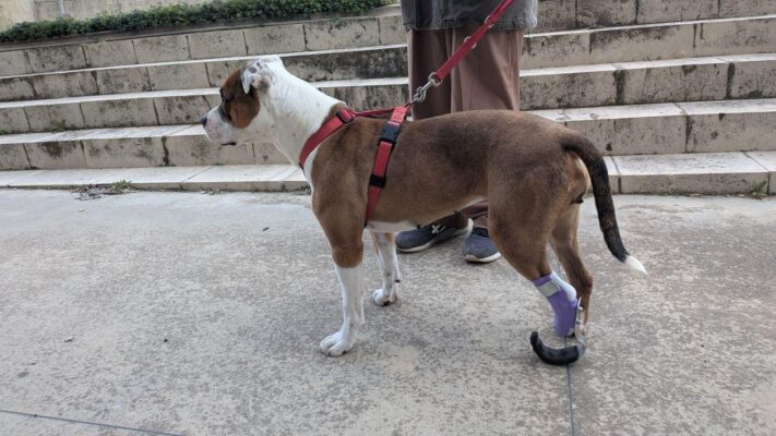 La storia di Kim, la cagnolina amputata che torna a correre grazie a una protesi realizzata in Sicilia