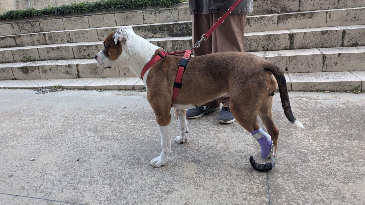 La storia di Kim, la cagnolina amputata che torna a correre grazie a una protesi realizzata in Sicilia