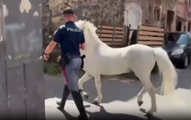 Operazione “Zoccolo duro” a Catania: sequestrati 23 cavalli, 7 denunciati per maltrattamenti