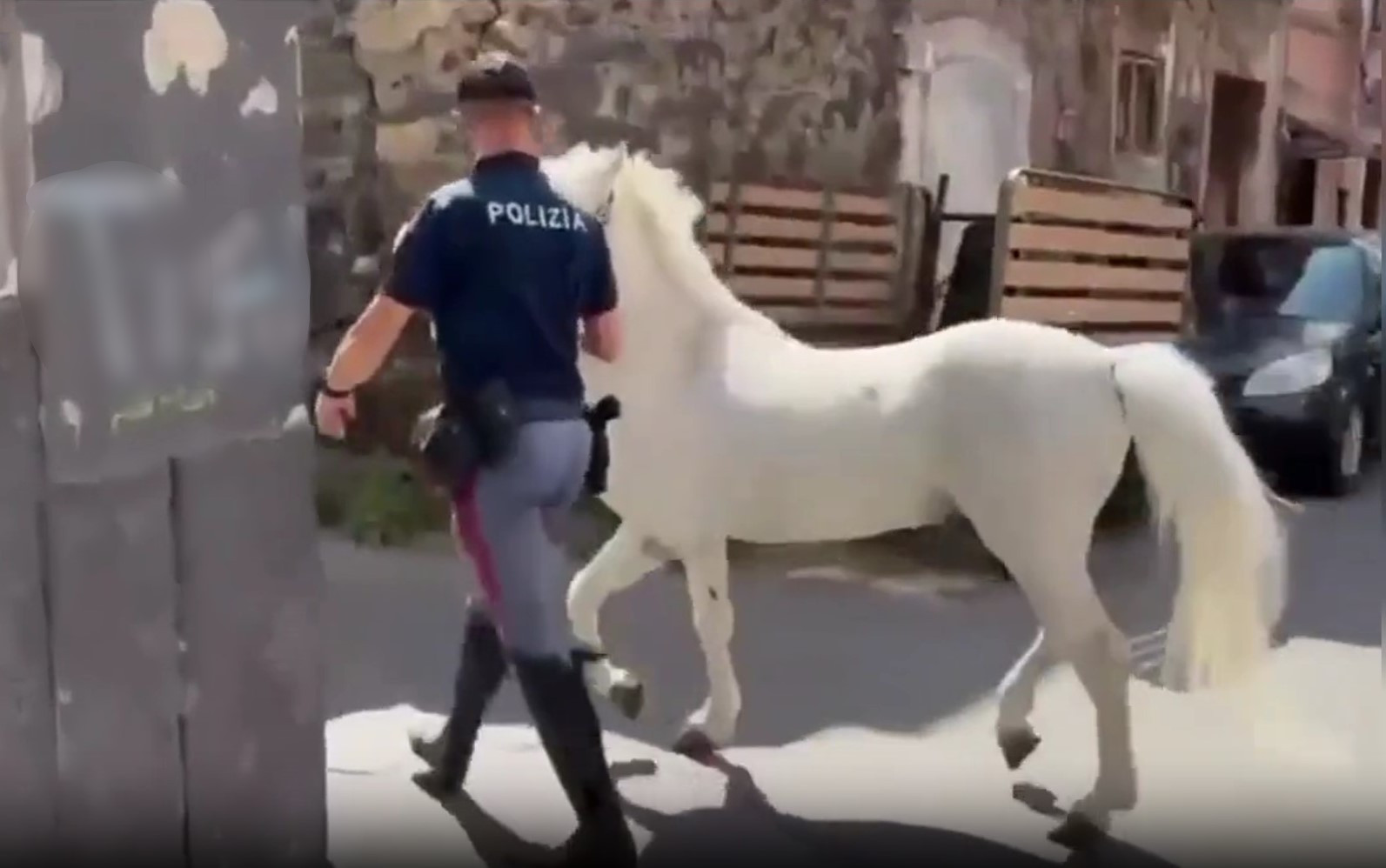 Operazione “Zoccolo duro” a Catania: sequestrati 23 cavalli, 7 denunciati per maltrattamenti
