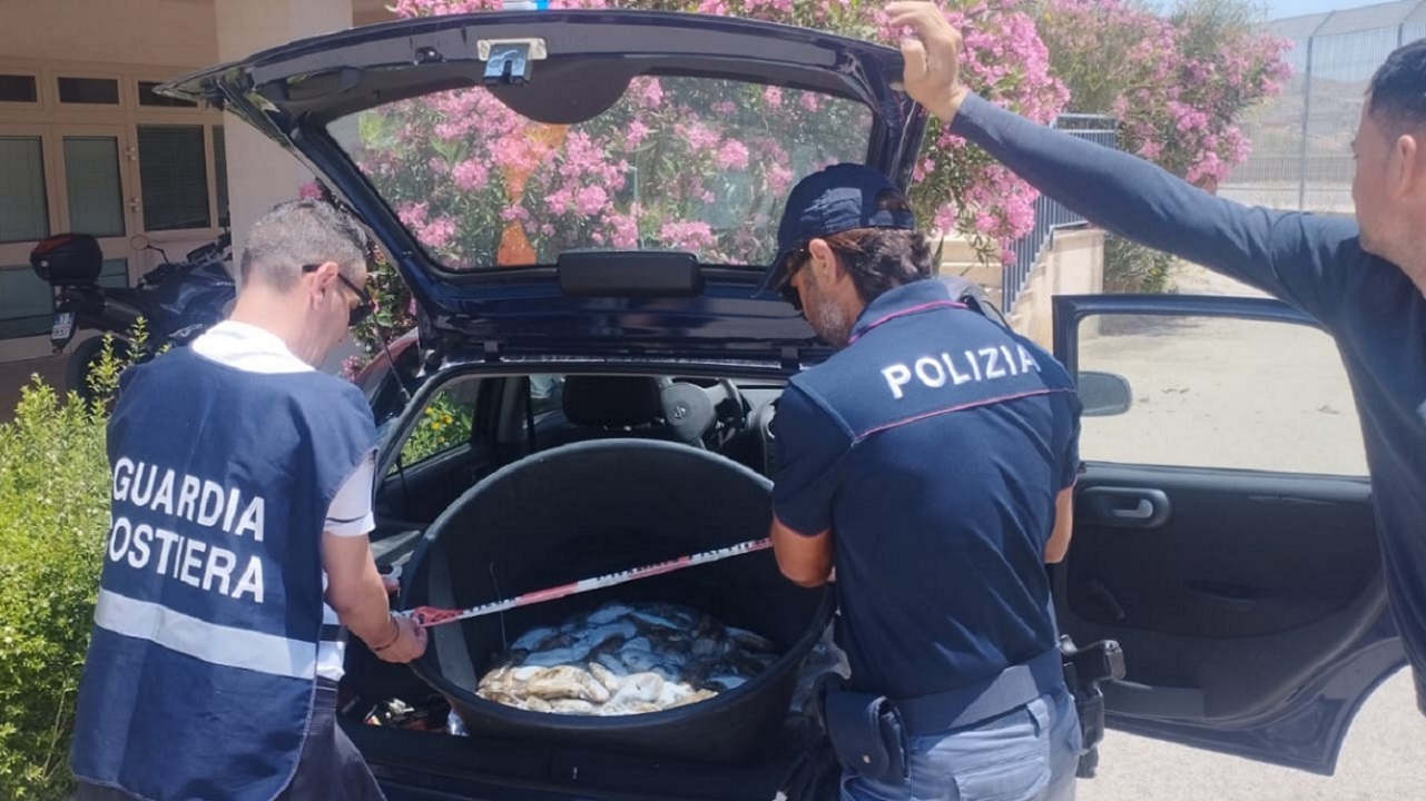 Agrigento, sequestrati 37 kg di seppie non tracciate