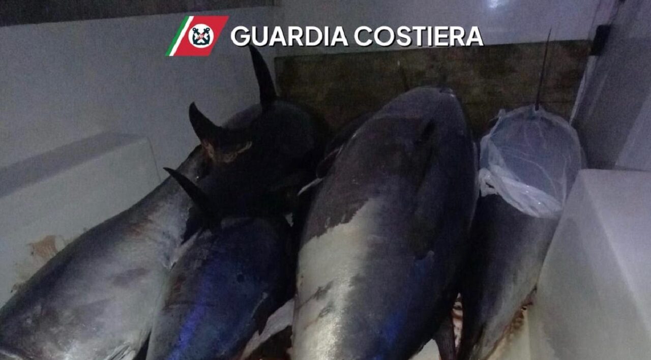 Non idoneo al consumo umano: ancora un sequestro di tonno rosso a San Vito Lo Capo