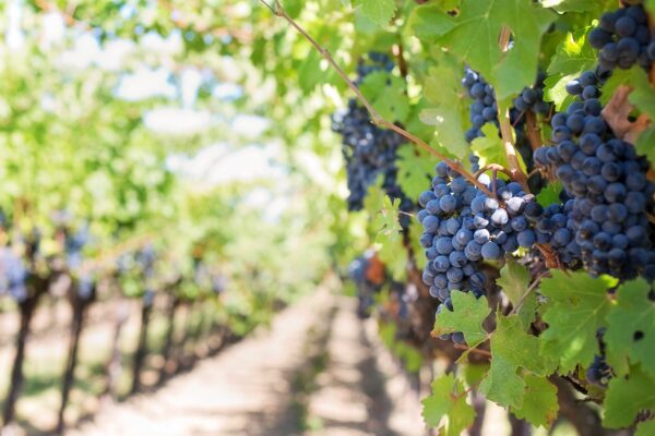 Vendemmia verde, sette milioni di euro per più di mille produttori vitivinicoli siciliani: pubblicato l’elenco