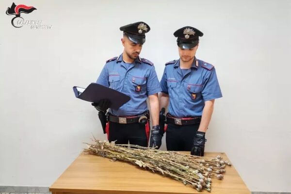 Niscemi, scoperta piantagione di papavero da oppio in un’area interdetta per rischio frana