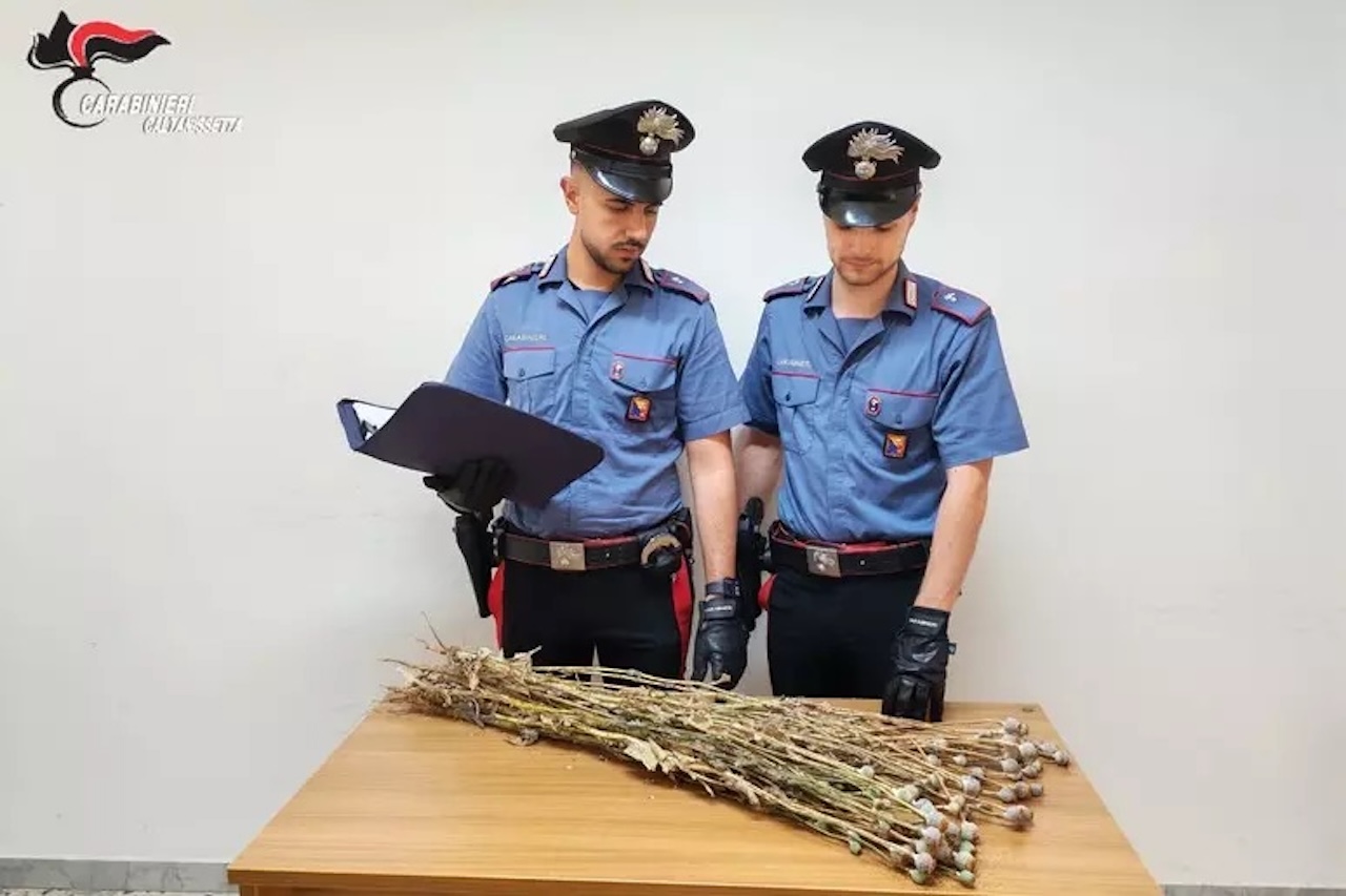 Niscemi, scoperta piantagione di papavero da oppio in un’area interdetta per rischio frana