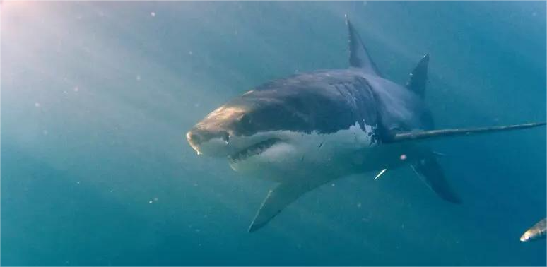 Avvistato raro squalo bianco nel Canale di Sicilia