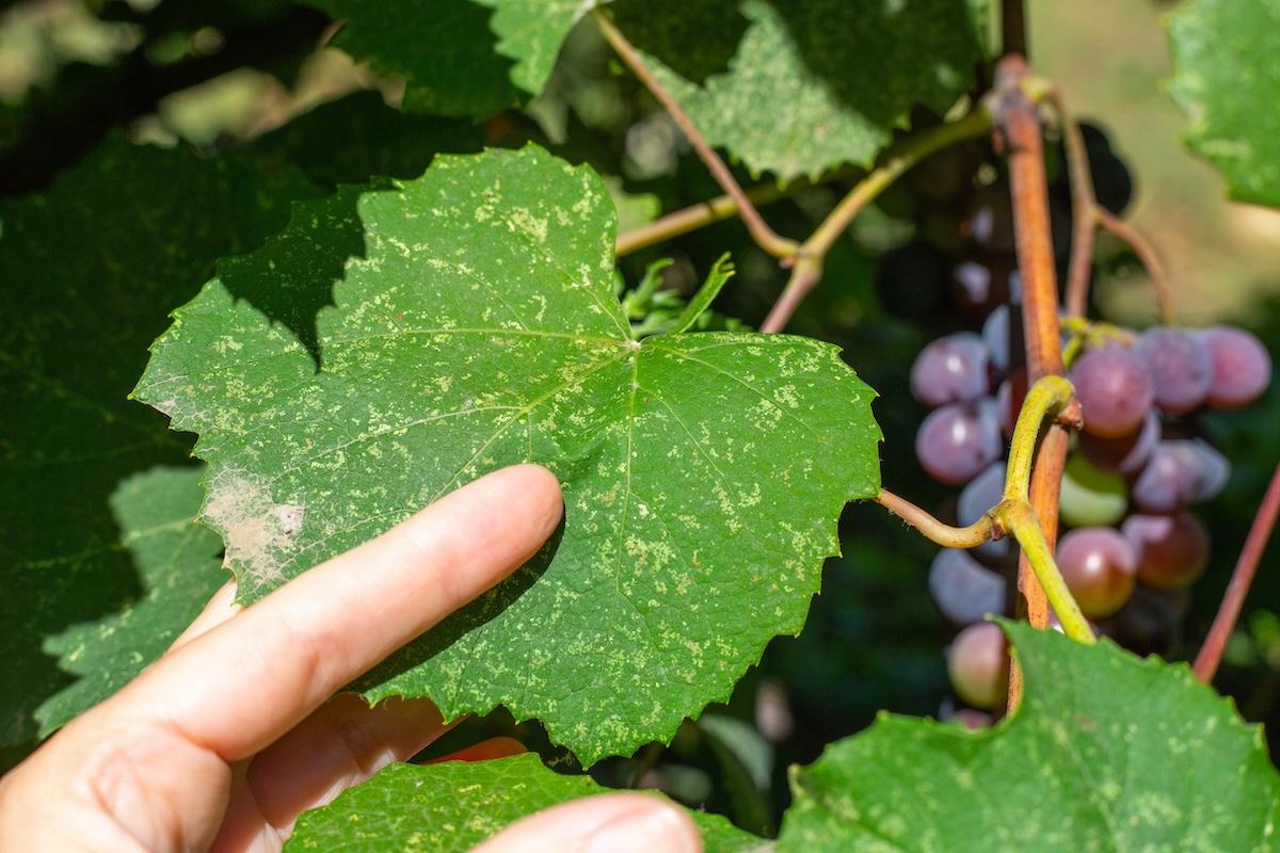 Vino, allarme delle cooperative siciliane: “Serve la distillazione di crisi”