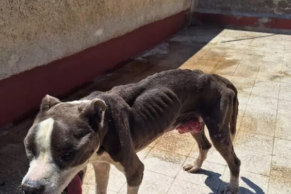 Niente cibo né ombra per un pitbull di 11 anni: il blitz dell’Oipa a Palermo per salvare Toretto