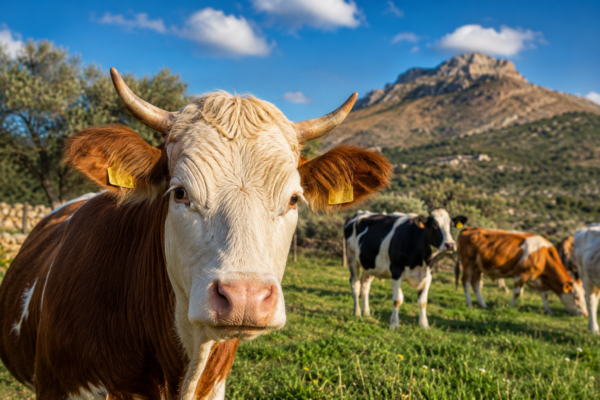 Salute animale, la Sicilia fa passi avanti contro brucellosi e tubercolosi bovina. Caruso: “Riconosciuti i progressi fatti”