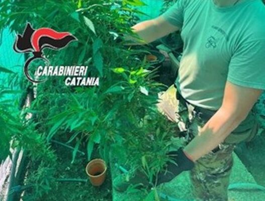 Piantagione di cannabis nascosta in una serra tra la vegetazione: denunciato un 50enne nel Paternese