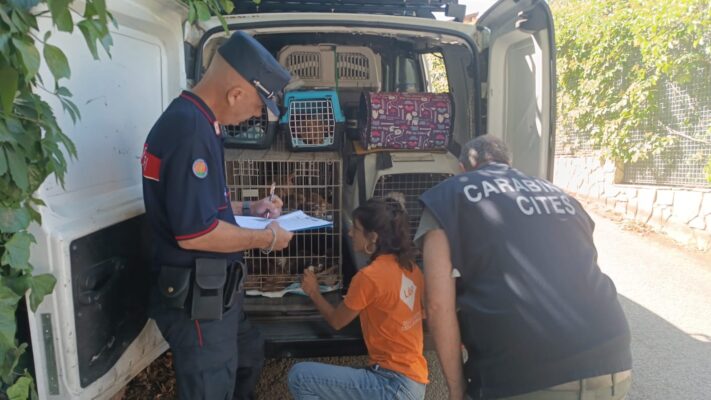 Orrore in un’abitazione del Palermitano: sequestrati oltre 100 cani, due persone denunciate