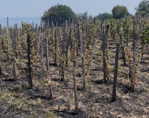 Incendi Zafferana Etnea, imprenditori disperati ed aziende agricole distrutte: si ipotizza la presenza di un piromane