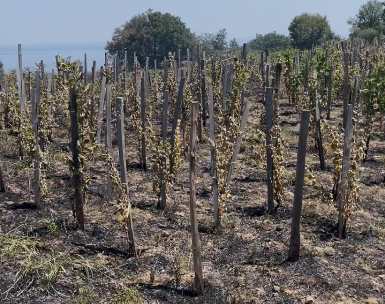 Incendi Zafferana Etnea, imprenditori disperati ed aziende agricole distrutte: si ipotizza la presenza di un piromane
