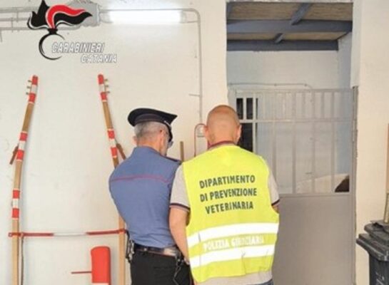 Stalle abusive e corse clandestine, sequestrato un cavallo a Librino