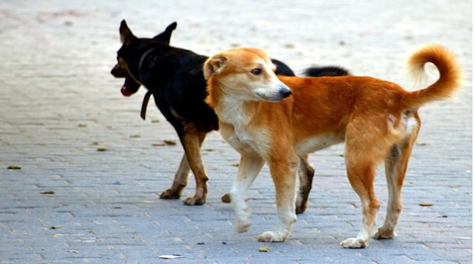 Cani randagi all’Università di Catania,  l’annuncio del rettore per assicurare la sicurezza degli studenti