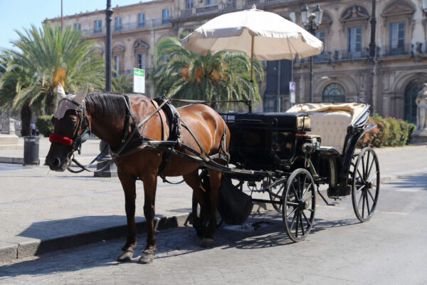 Palermo, stop oggi alle carrozze trainate da cavalli: il Comune blocca la circolazione per l’ondata di caldo