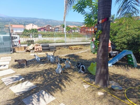 Colonia felina di Mascali, il Tar dà ragione alle associazioni