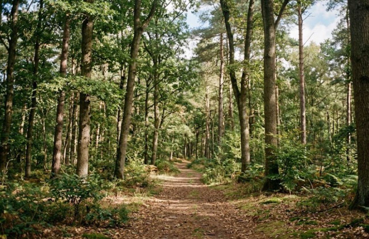 La morte di una turista alle Madonie per il crollo di un albero: condannata la Regione
