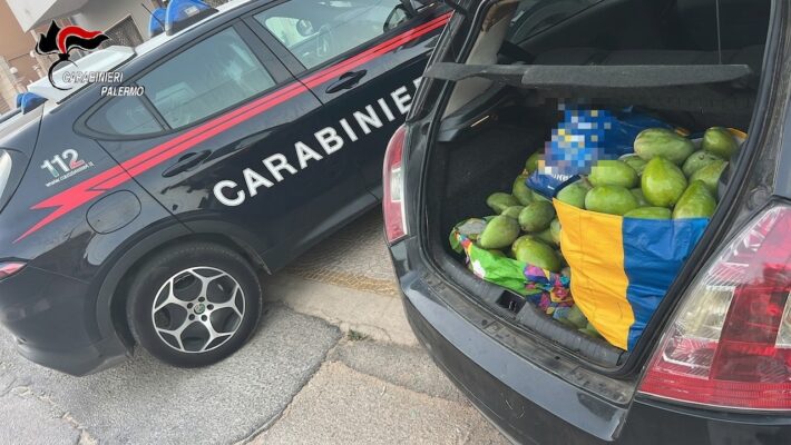 Tentato furto di oltre 120 kg di mango nel Palermitano: tre arresti
