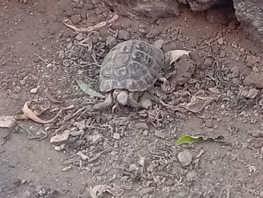 Tartaruga morta abbandonata su un marciapiede di Barriera: “Trattata come un rifiuto”