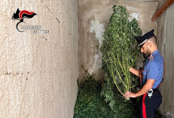 Scoperta piantagione di marijuana nascosta in un terreno abbandonato: sequestrate 24 piante