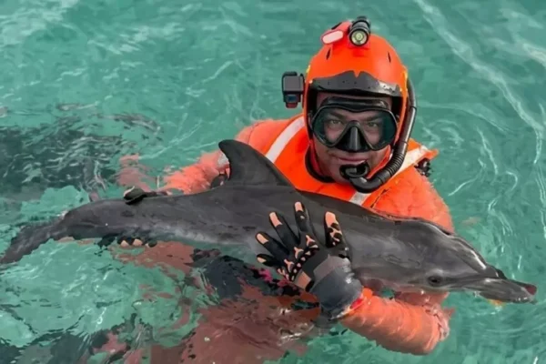 Cucciolo di delfino soccorso dalla Capitaneria di porto di Terrasini. Riconsegnato al suo habitat
