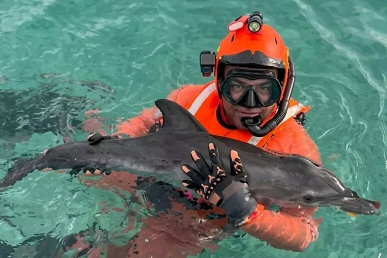 Cucciolo di delfino soccorso dalla Capitaneria di porto di Terrasini. Riconsegnato al suo habitat