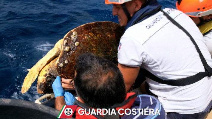 Pantelleria, mattinata di soccorsi: recuperata una Caretta caretta e salvata una bagnante all’Arco dell’Elefante