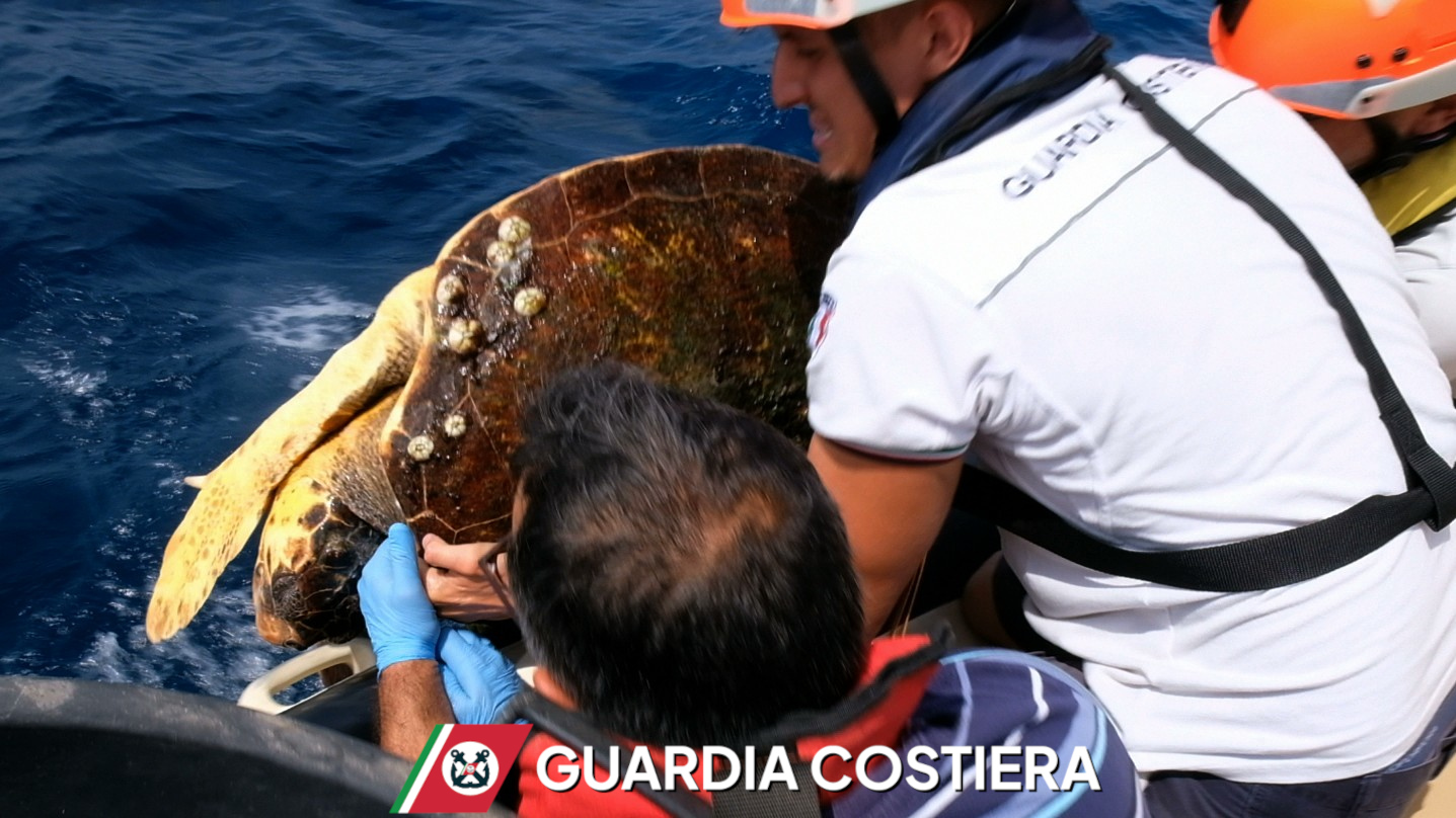 Pantelleria, mattinata di soccorsi: recuperata una Caretta caretta e salvata una bagnante all’Arco dell’Elefante