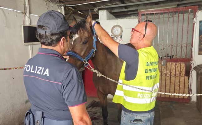 Stalla abusiva a Picanello, nei guai il gestore