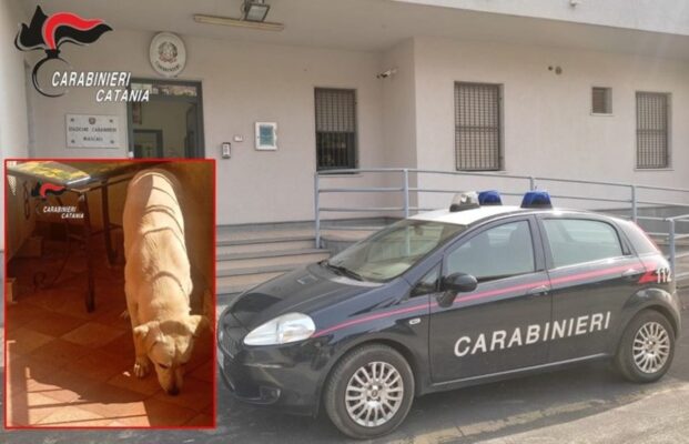 Lascia il cane al sole sul balcone di casa: denunciato 50enne nel Catanese