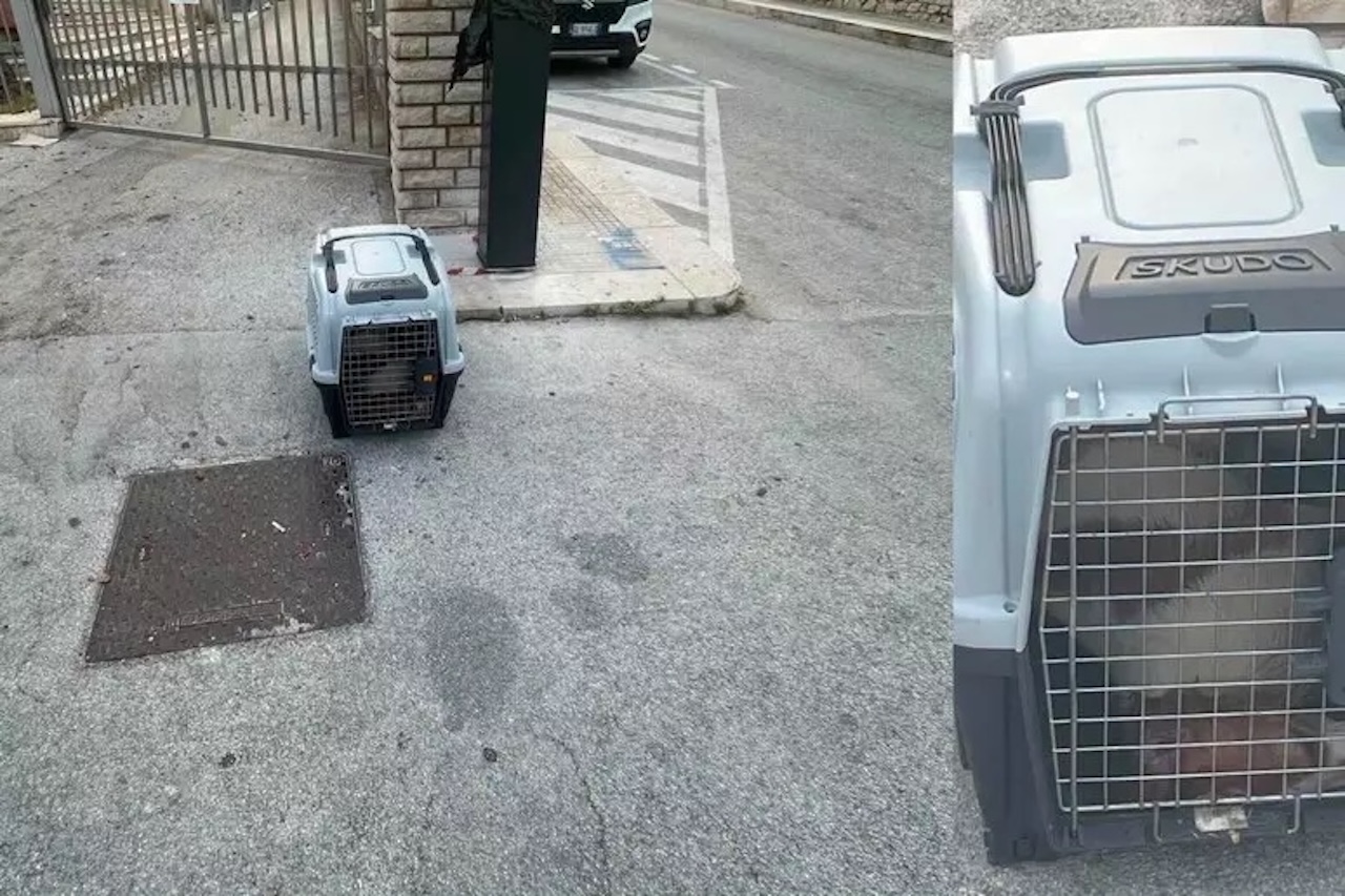 Cane trovato morto in un trasportino abbandonato davanti a una chiesa di Erice