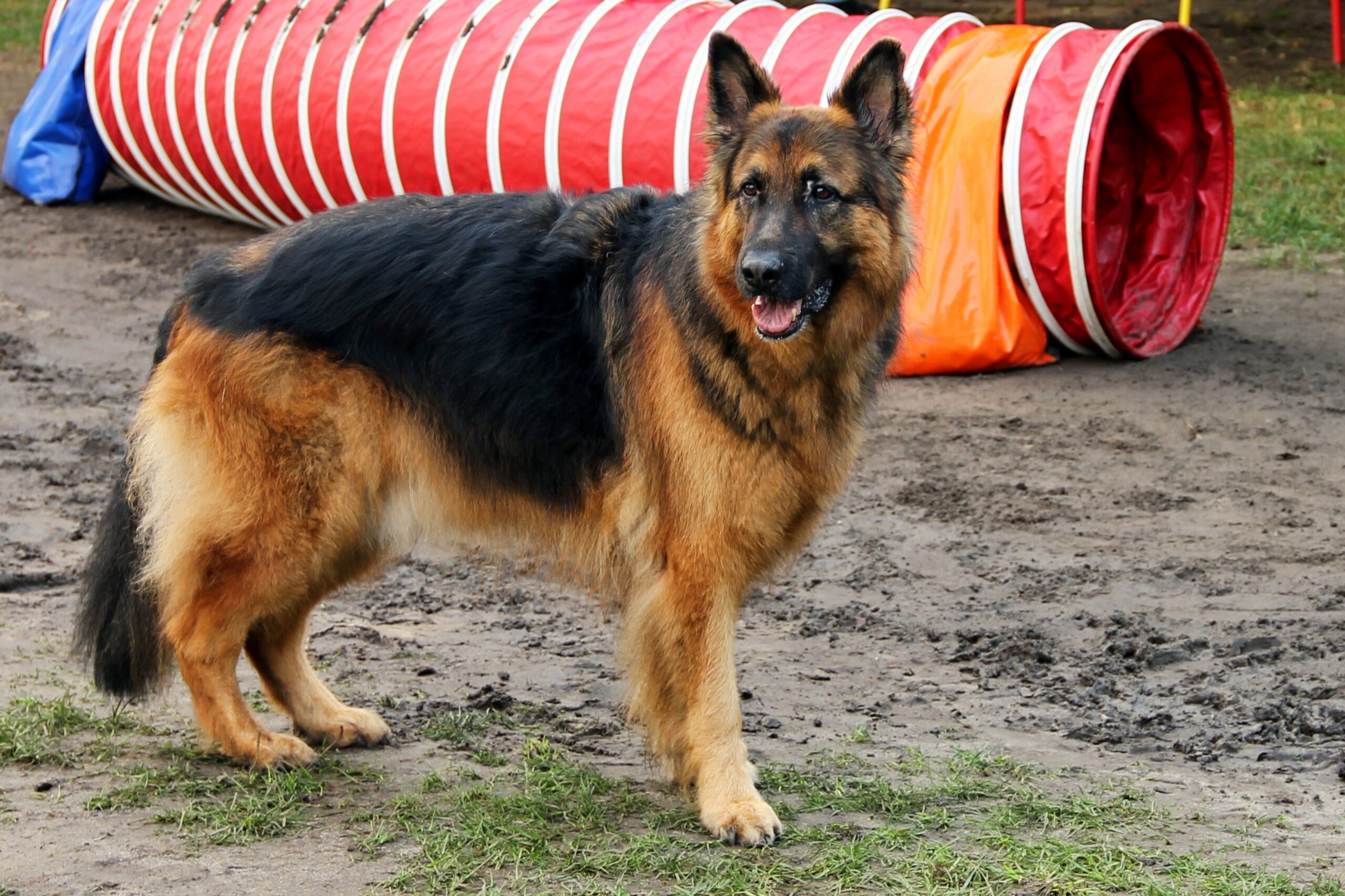 Agrigento, il cane del vicino lo aggredisce ma lui gli spara con una pistola: due denunce