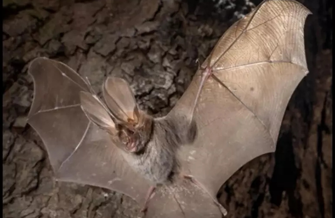Pantelleria, scoperto un pipistrello africano mai confermato prima in Europa