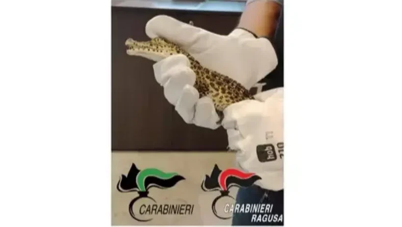 Santa Croce Camerina, trovati in un abitazione due esemplari di coccodrillo cubano: arrestato un 53enne