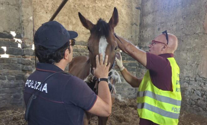 Catania, scoperta stalla abusiva con quattro cavalli senza microchip: sanzioni per oltre 13mila euro