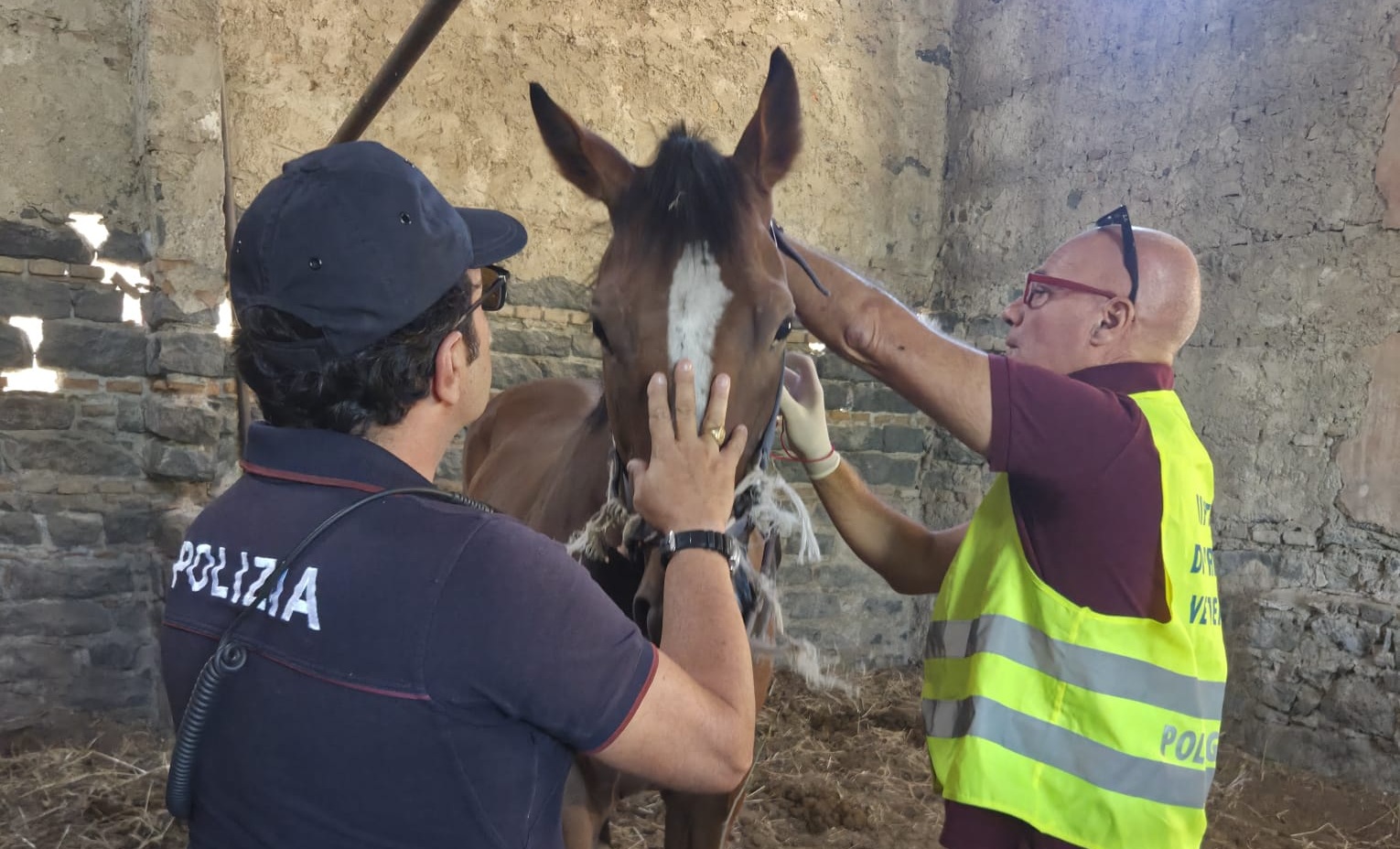 Catania, scoperta stalla abusiva con quattro cavalli senza microchip: sanzioni per oltre 13mila euro