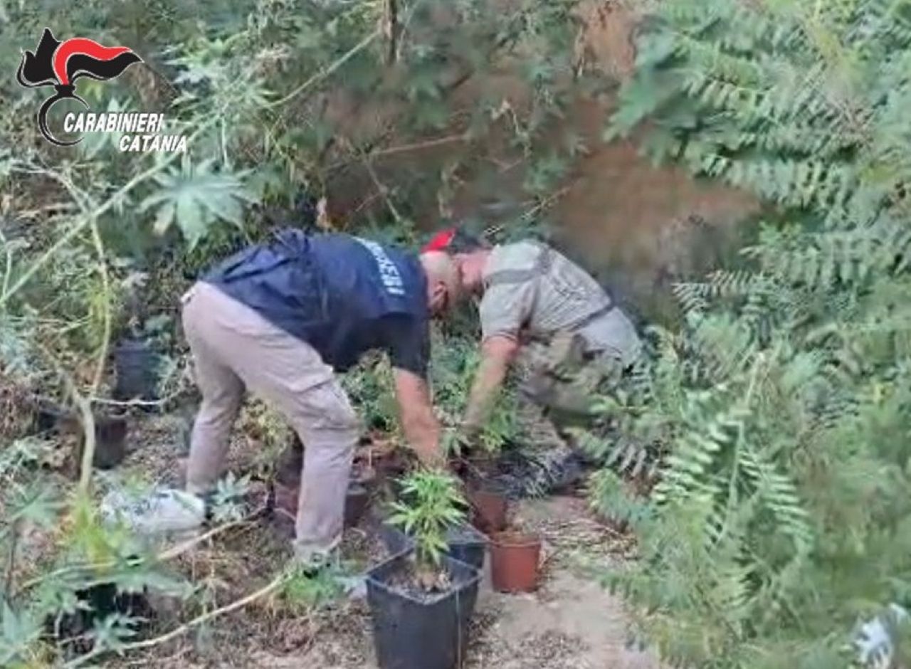 Scoperta piantagione di cannabis nel giardino sul retro di casa: denunciato 32enne nel Catanese – VIDEO