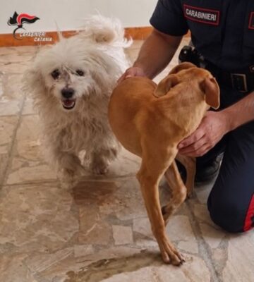 Due cani abbandonati e chiusi in un appartamento disabitato: tre denunce nel Catanese