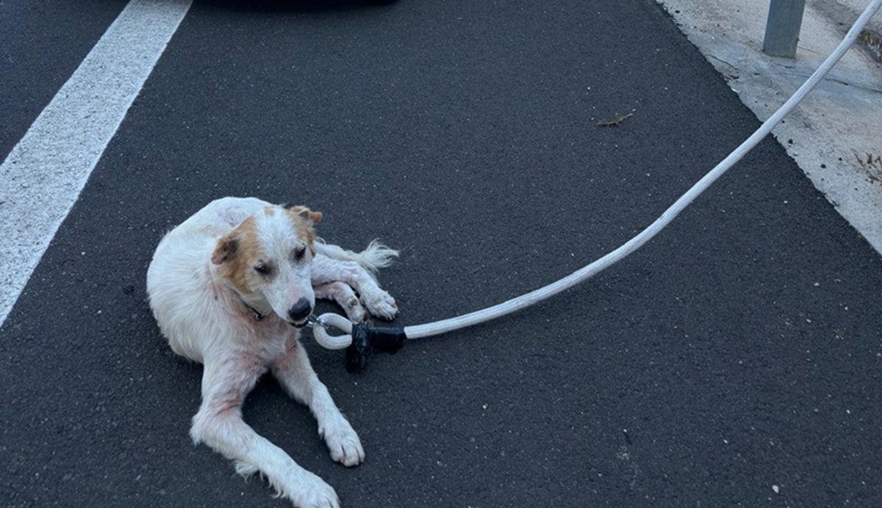 Cane randagio vaga terrorizzato sull’autostrada Modica-Siracusa: salvato dalla Polizia
