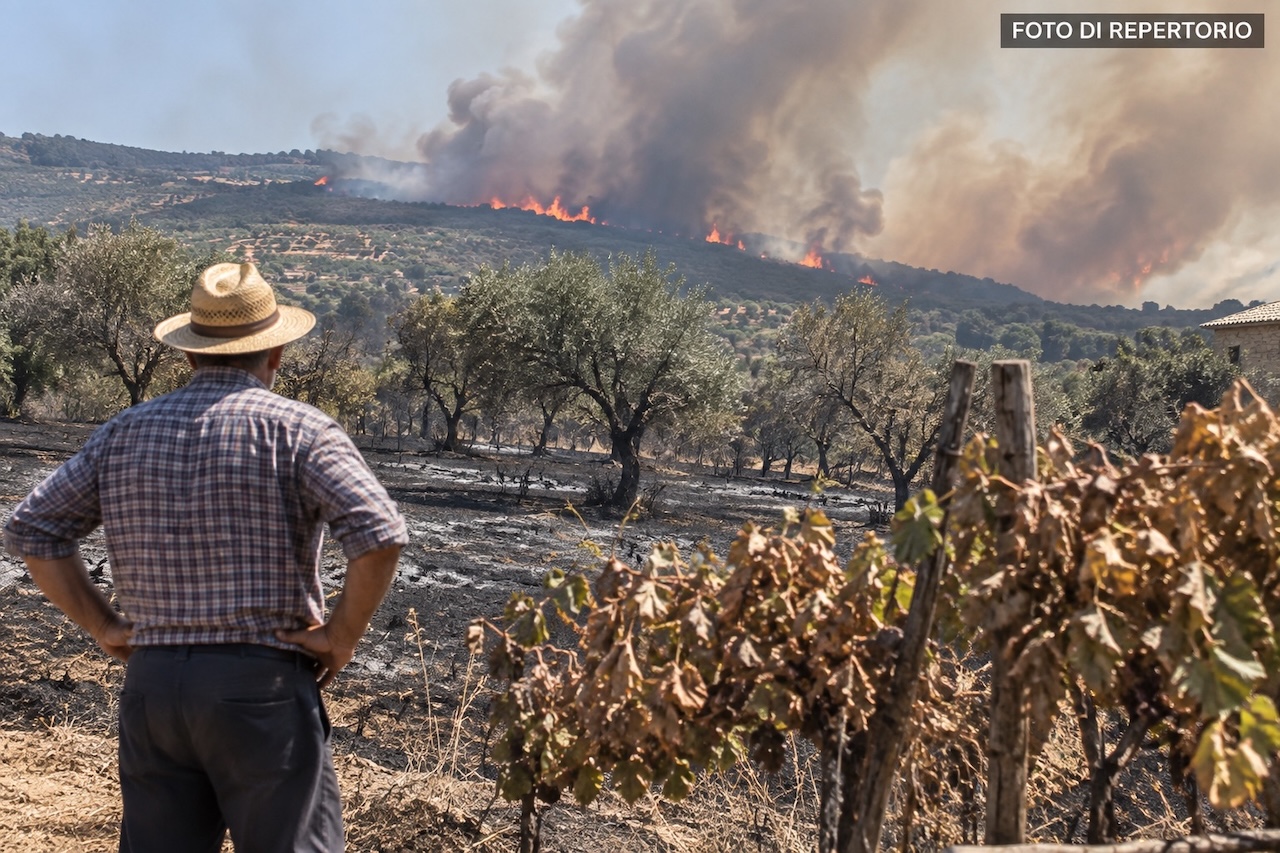 Incendi in Sicilia, aperte le segnalazioni per le imprese agricole danneggiate: domande entro il 30 settembre
