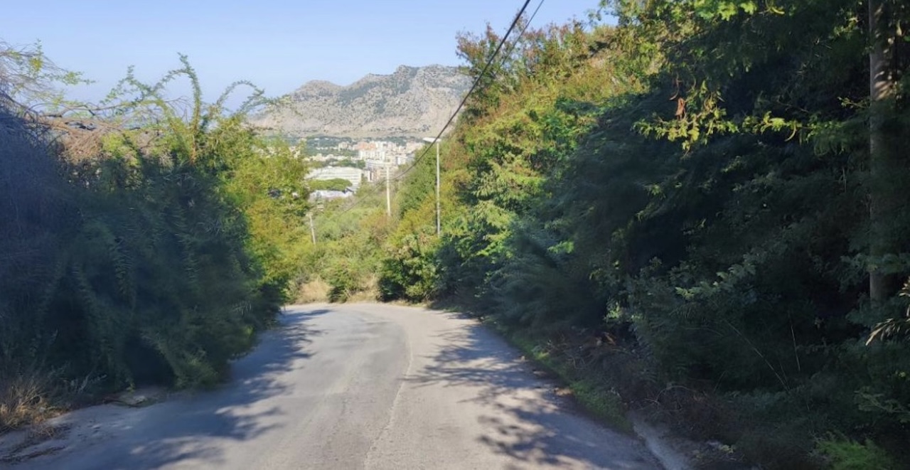 Palermo, vegetazione invade via Gaetano Falzone: “A rischio sicurezza e incolumità dei residenti”