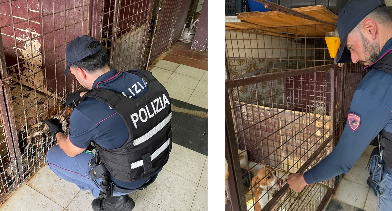 Catania, 20 cagnolini e 12 furetti ammassati in gabbie sporche: animali sequestrati, denunciato 55enne