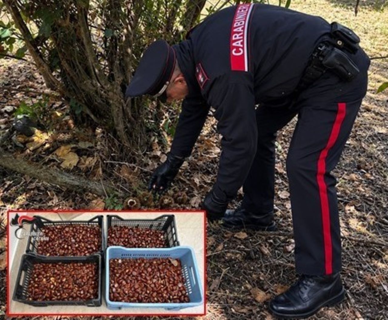 Sorpresi a rubare circa 70 chili di castagne in un terreno privato nelle campagne tra Adrano e Biancavilla: tre arresti