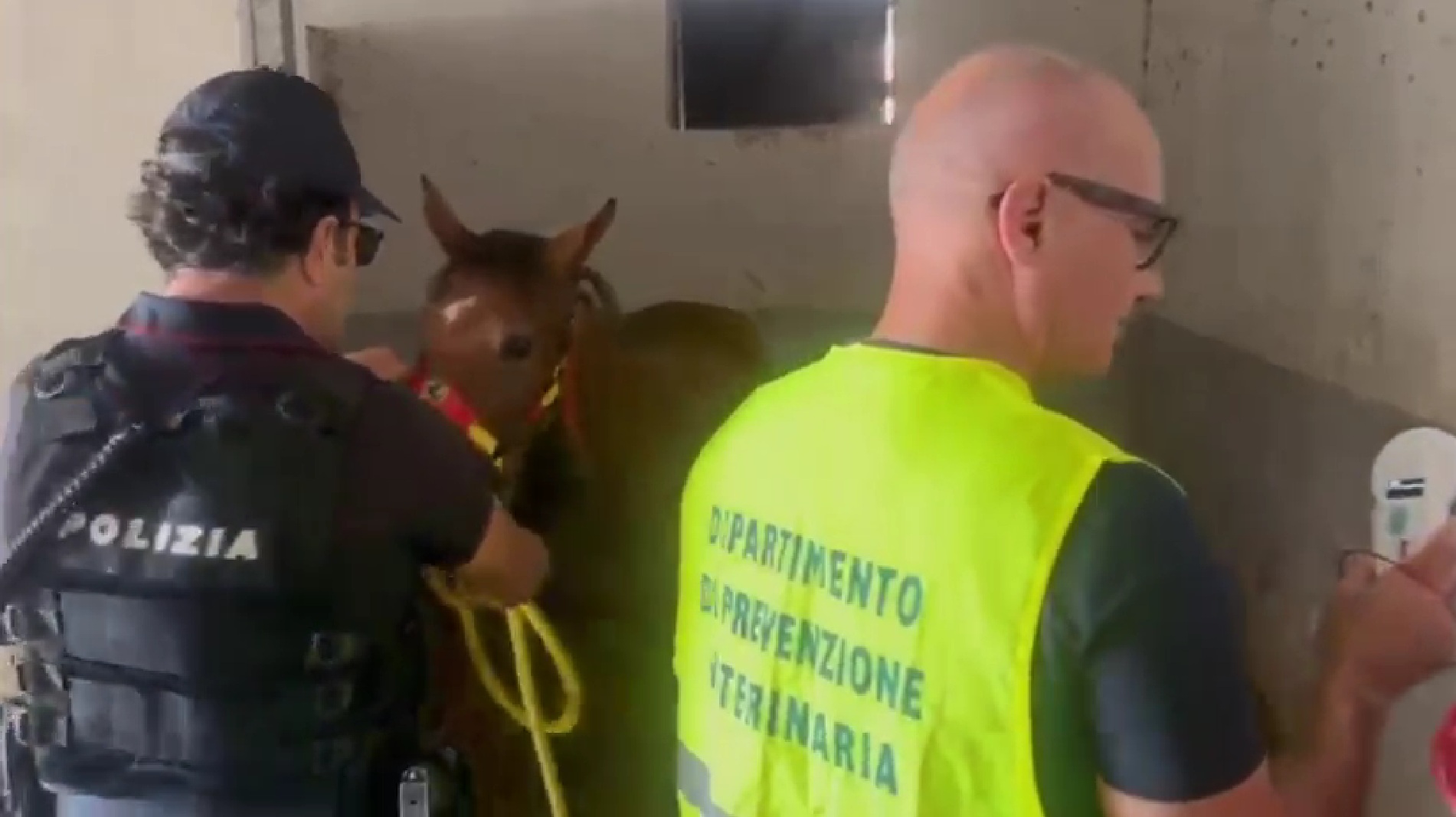 Puledro di sei mesi chiuso al buio in una stalla abusiva: salvato a Catania, denunciato 41enne