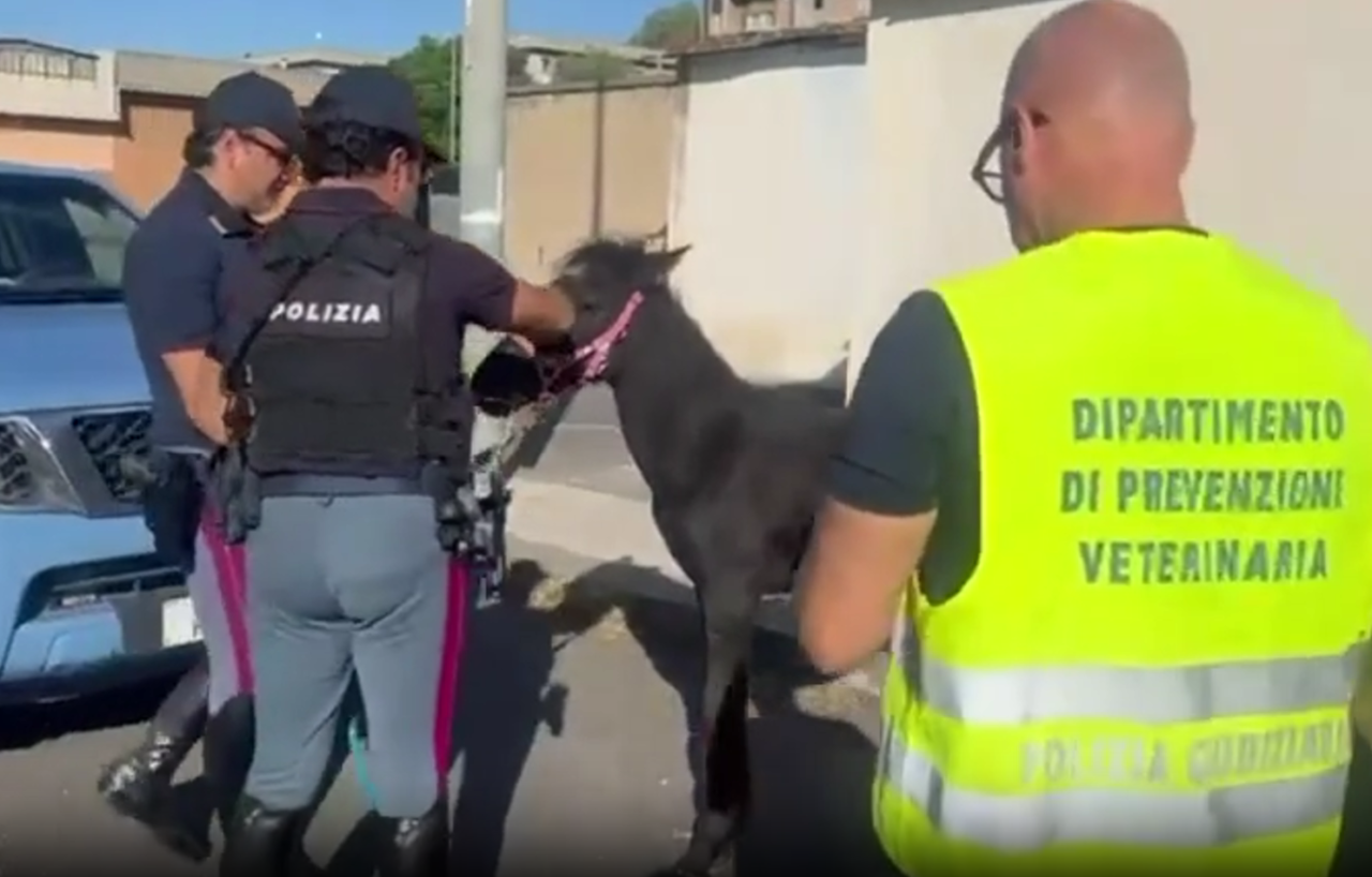 Stalla abusiva a Villaggio Sant’Agata, denunciato 19enne catanese
