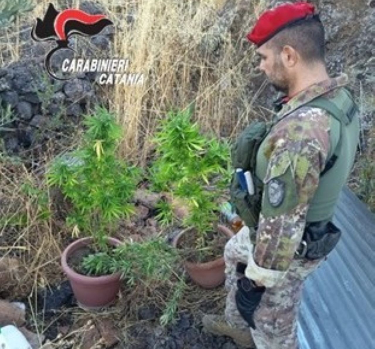 Controlli nelle aree rurali dell’Etna, scoperta una piantagione di marijuana: denunciato 56enne di Bronte