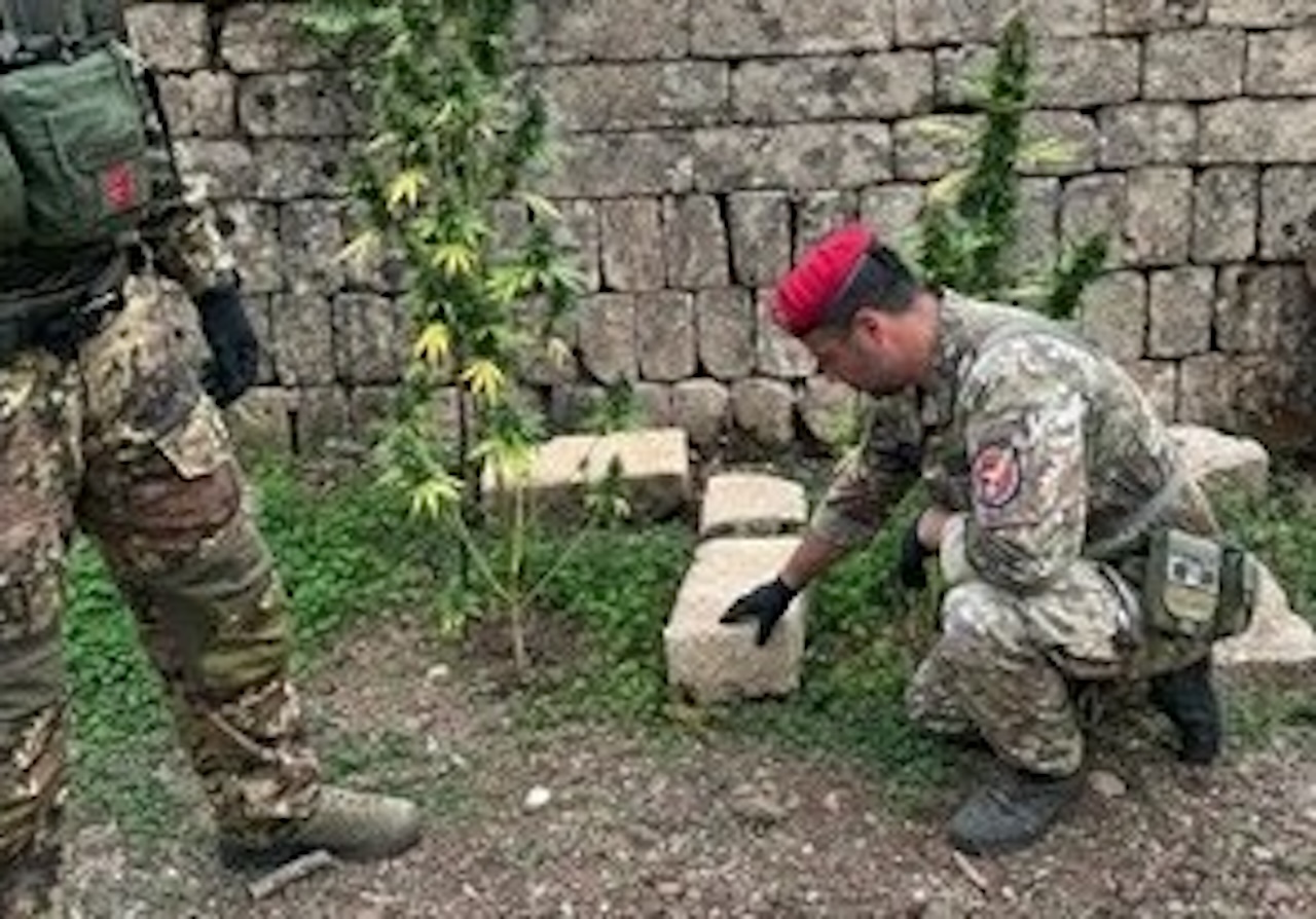Militello in Val di Catania, scoperta piantagione di cannabis nascosta tra ulivi e fichi d’India: denunciato un uomo