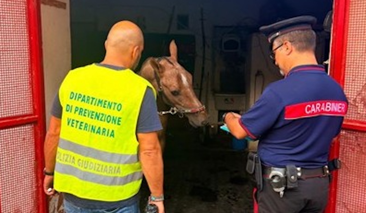 Stalla abusiva a San Cristoforo: prosegue la lotta alle corse clandestine